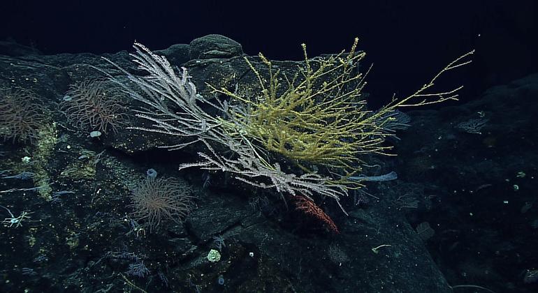 Соглашение о сохранении и устойчивом использовании морского биологического разнообразия возлагает ответственность на тех, кто загрязняет океан, и учреждает механизмы для разрешения возможных споров.